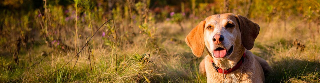 Bach flowers for pets