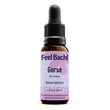 Gorse Flower Essence