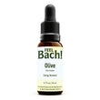 Olive Flower Essence
