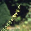 Bach flower agrimony