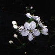 Bach flower cherry plum