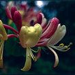 Bach flower honeysuckle