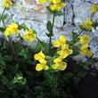 Bach flower mimulus